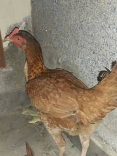 aseel desi mix home breed for sale full pair price 8000