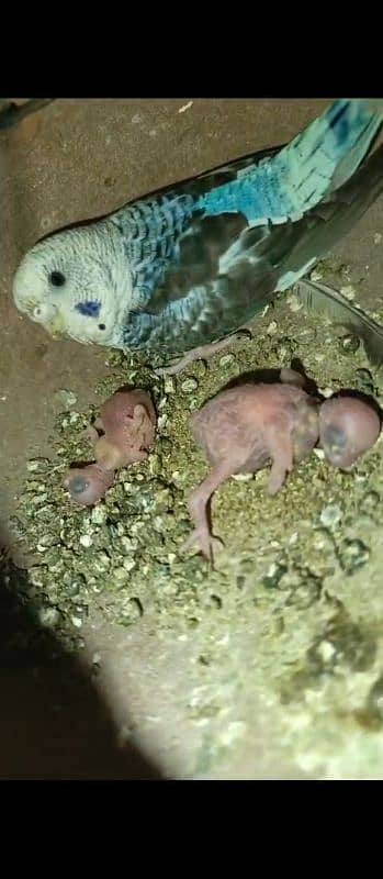 Breeder pair tcb budgies + fellow + red eyes 9