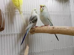 budgies