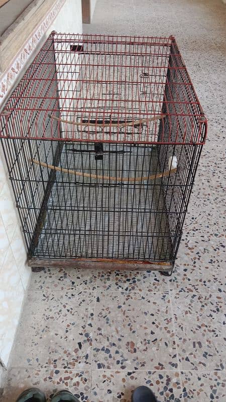 ROW PARROT GRAY PARROT AND BIG BIRDS FOLDING CAGE 1