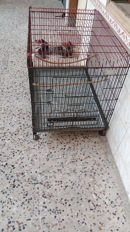 ROW PARROT GRAY PARROT AND BIG BIRDS FOLDING CAGE 3