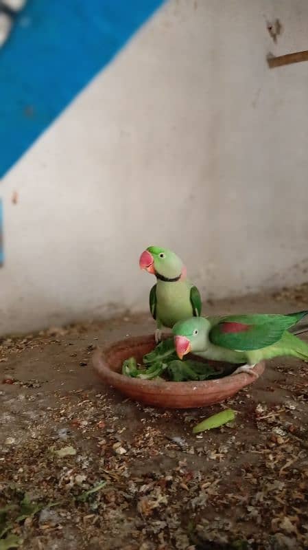 raw parrots pair for sale 0