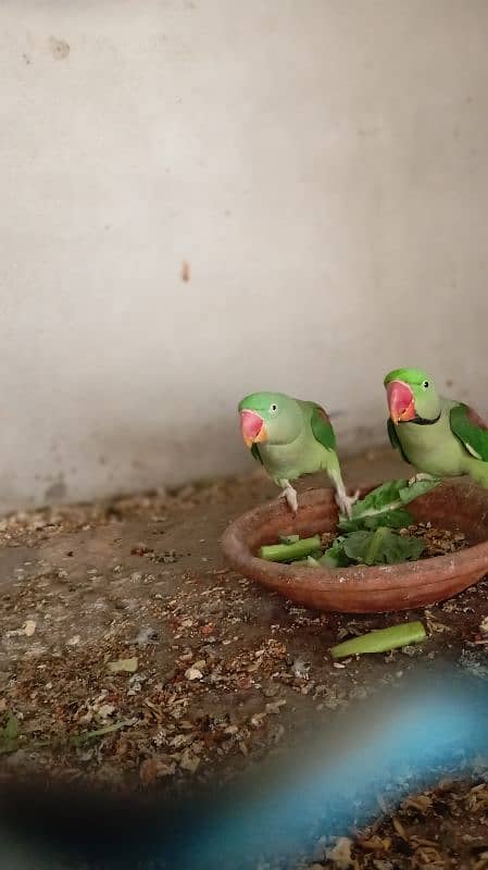 raw parrots pair for sale 1