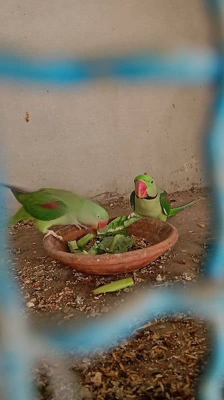 raw parrots pair for sale 2