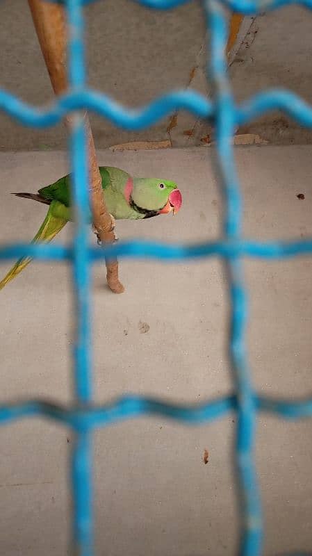 raw parrots pair for sale 3