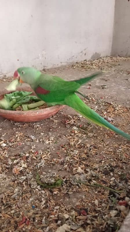 raw parrots pair for sale 6