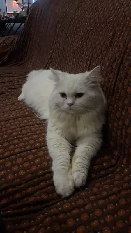 persian male cat doll face 0