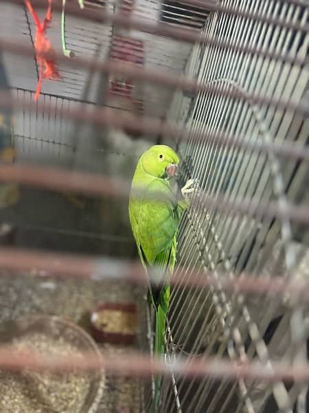 ringneck pair / albino red eye 2