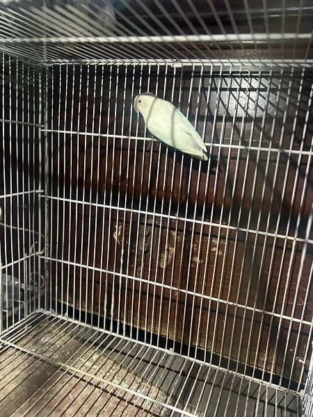 ringneck pair / albino red eye 7