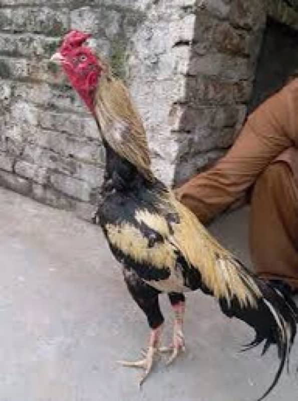 Aseel hens and females 0