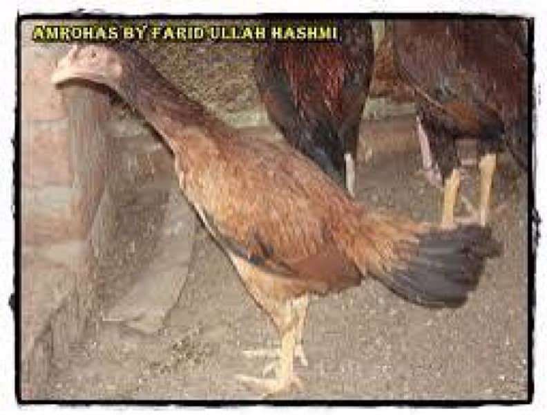 Aseel hens and females 4