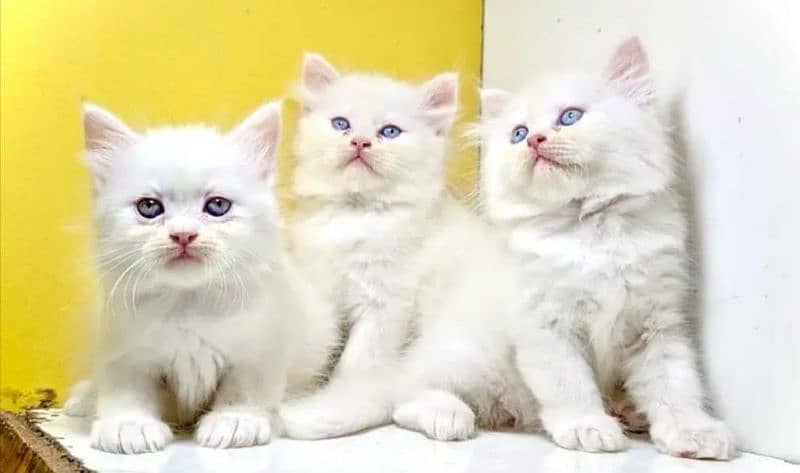 Persian cat for Sale 1