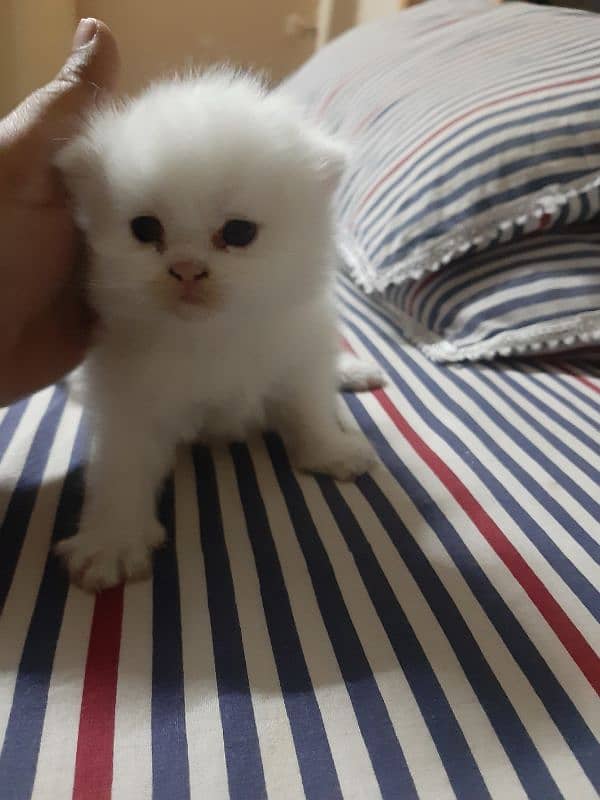 persian kitten 4 sale 0