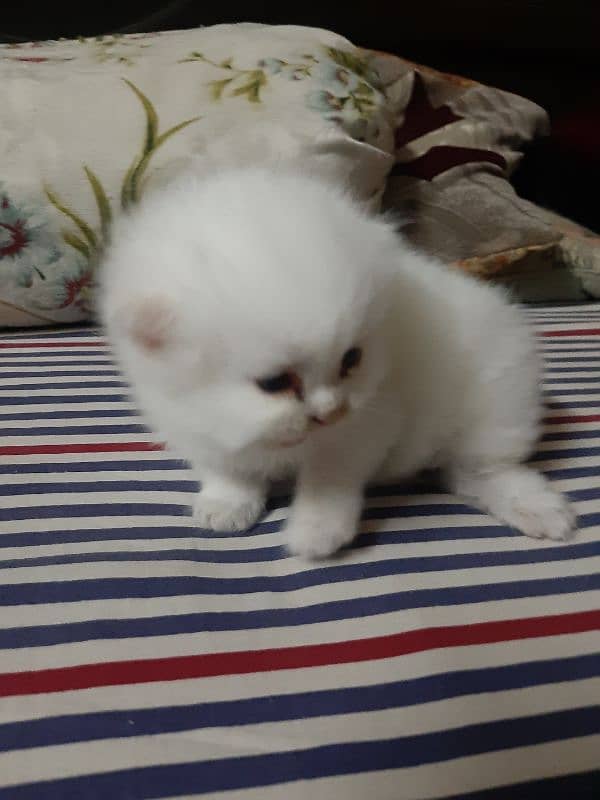 persian kitten 4 sale 1