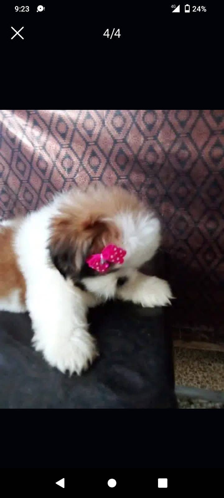 SHIHTZU (shitzu)EXTREME QUALITY PUPPS FOR SALE 5