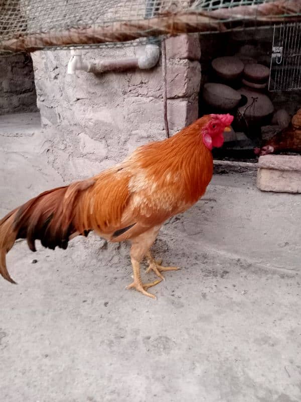 9 month old hen for sell 0