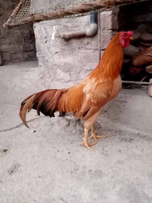 9 month old hen for sell 1