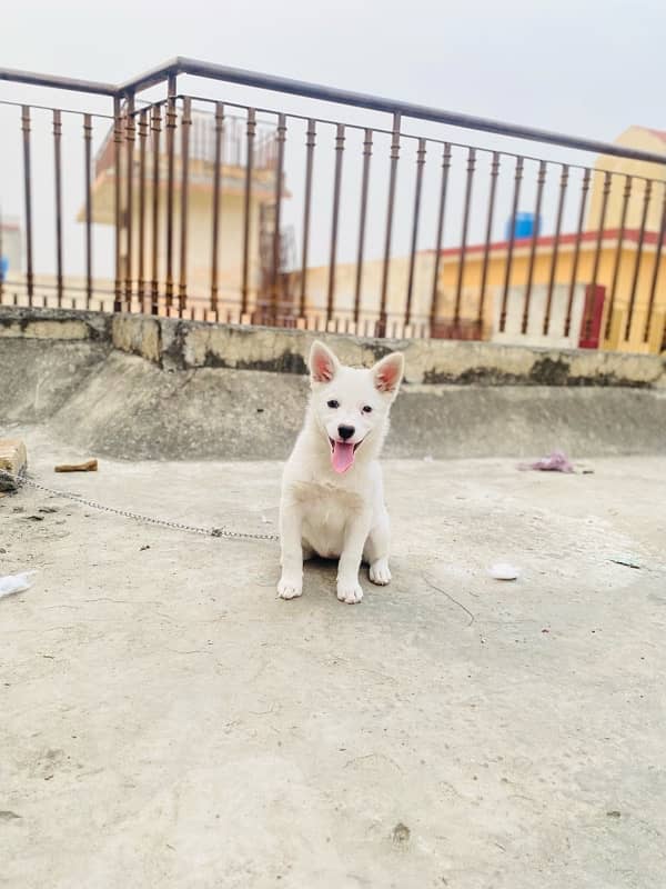 Russian puppy for sale 6