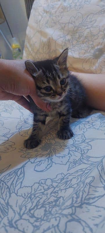 Male and female kittens 33 days old 0