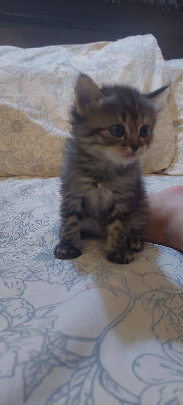 Male and female kittens 33 days old 1