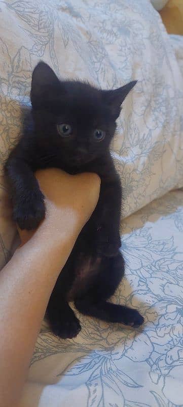 Male and female kittens 33 days old 5