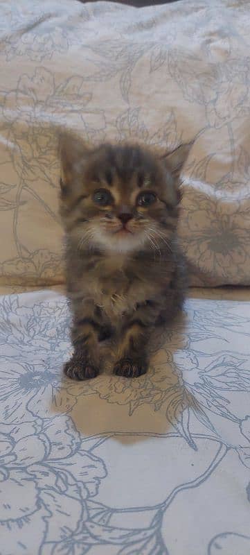 Male and female kittens 33 days old 6