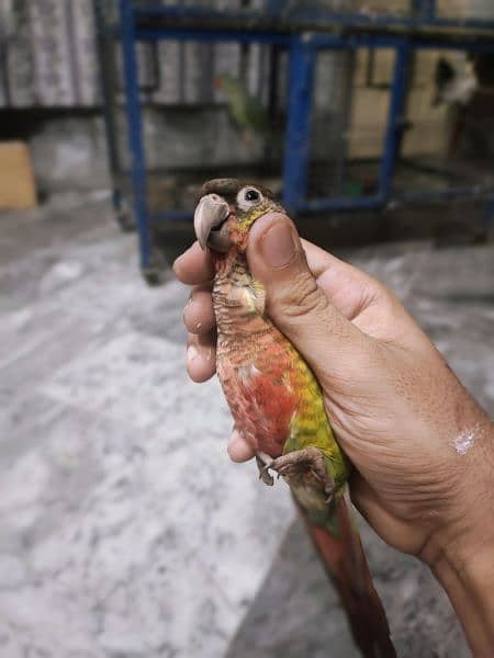 2 male green cheek and yellow side red factor male dna 0