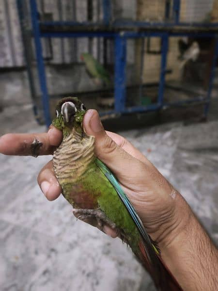 2 male green cheek and yellow side red factor male dna 1