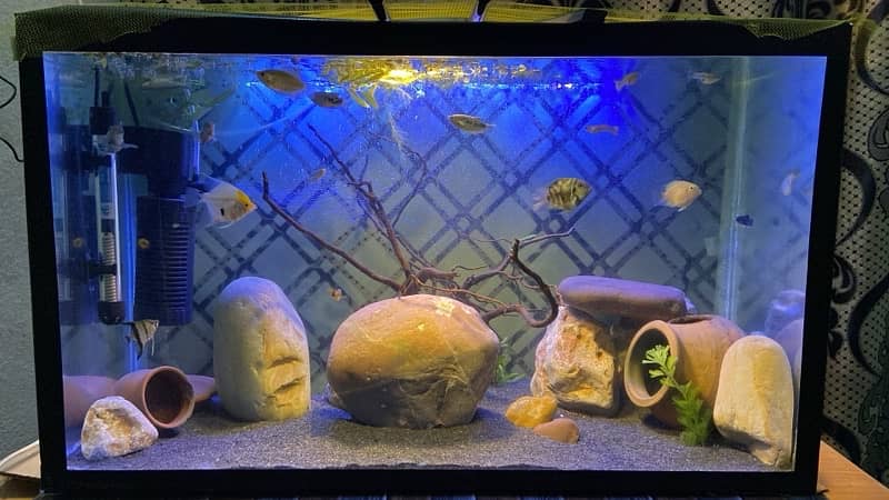 2.5 ft aquarium complete setup 0