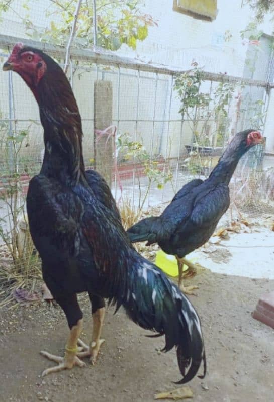 Black shamo pair and pathiya 0