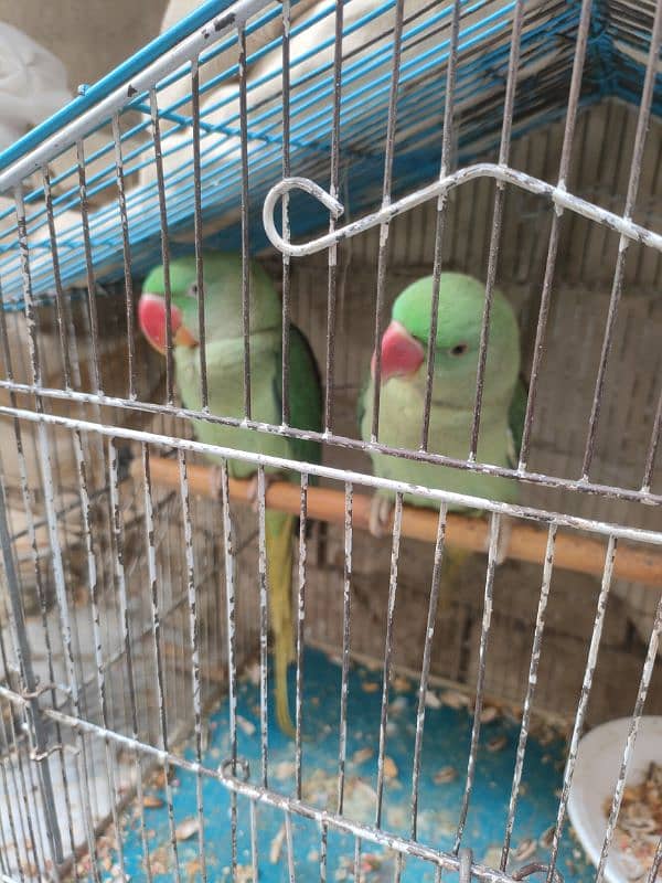 raw parrot pair 1