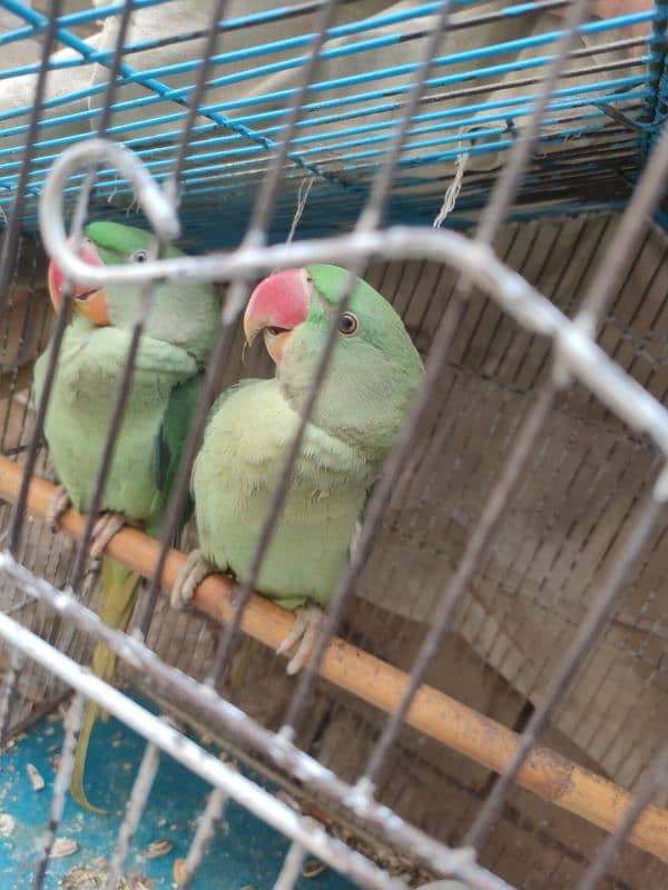 raw parrot pair 2