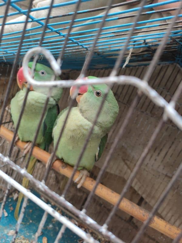 raw parrot pair 3