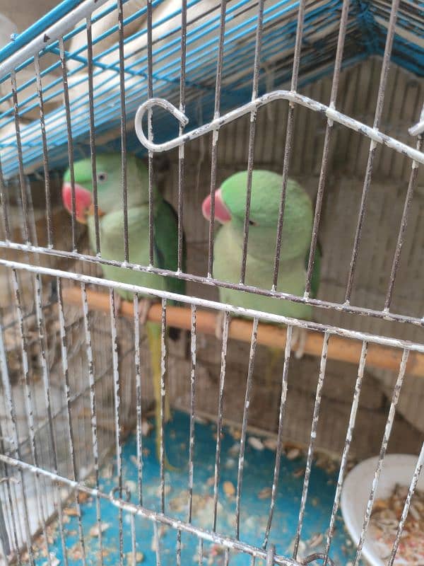 raw parrot pair 6