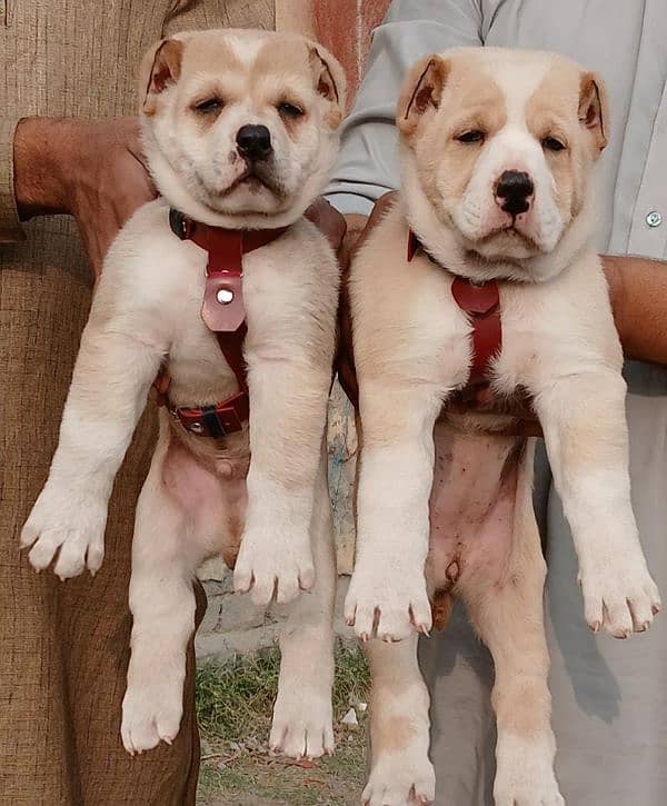 alabai security dog 2 month pair for sale heavy bone 0