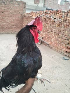 Australorp male for sale