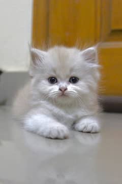 PERSIAN KITTEN