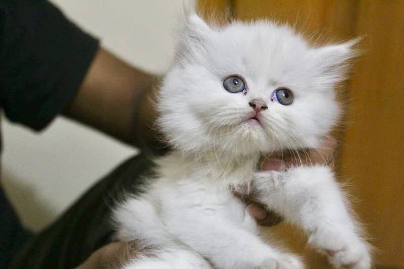 PERSIAN KITTEN 1