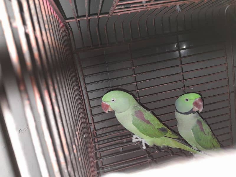 parrot for sale 0