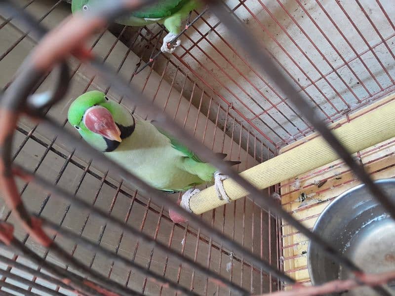 parrot for sale 1