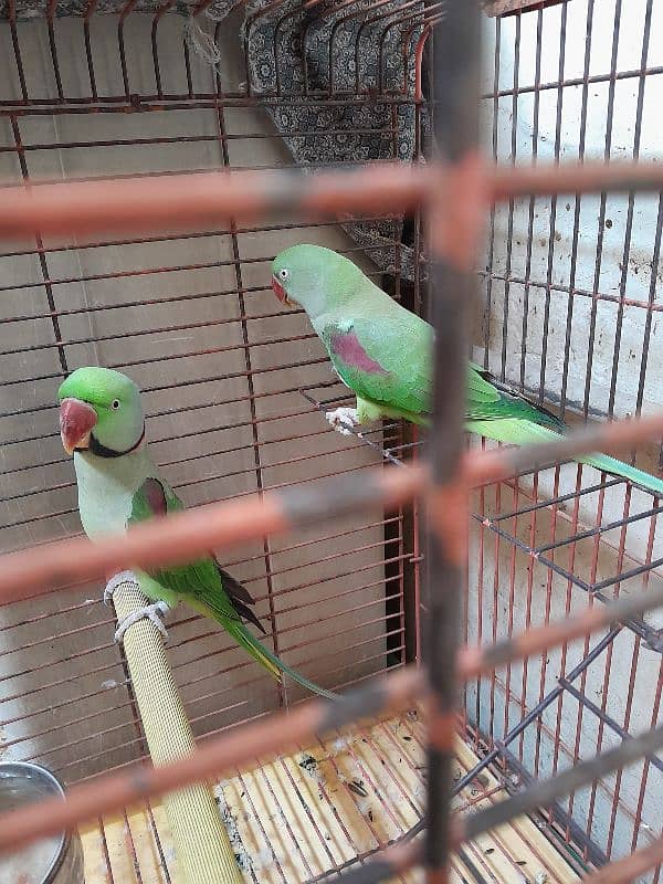 parrot for sale 2