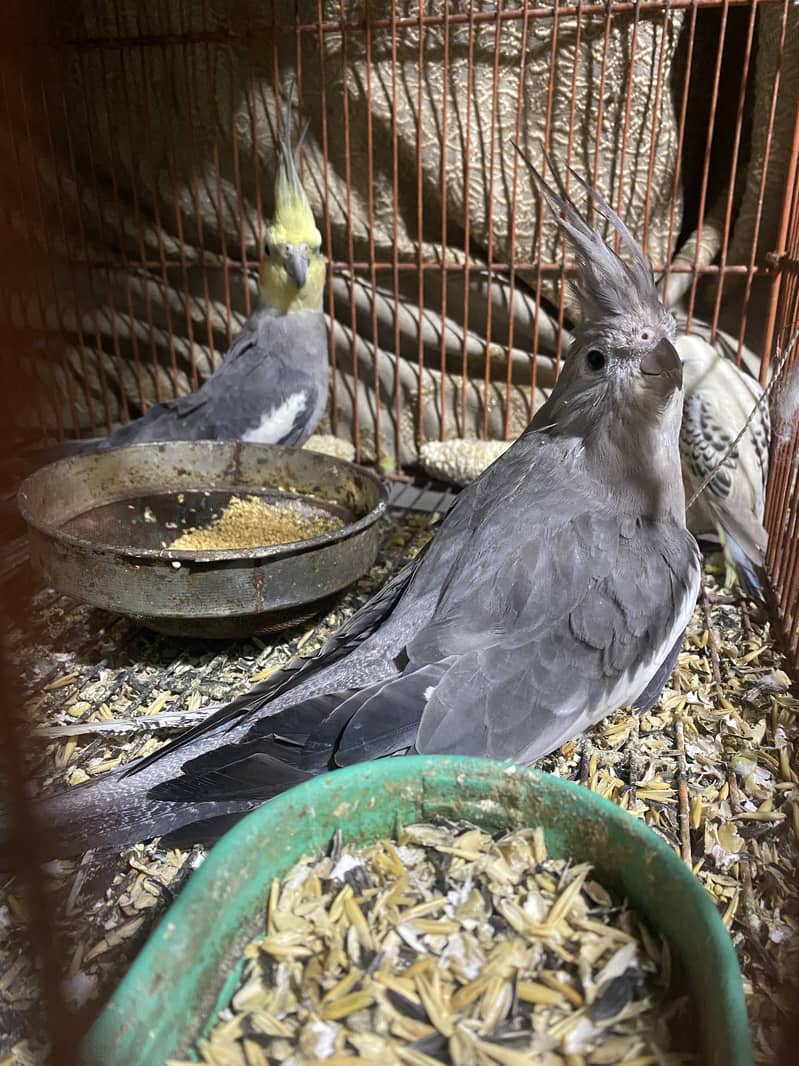 #cocktailparrotgrey 1