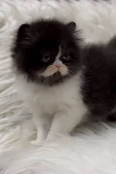 Calico Persian Kitten Extreme punch Face