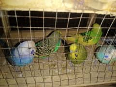 budgies