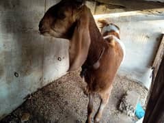 Beautiful Bakri for Sale in Cheap Price