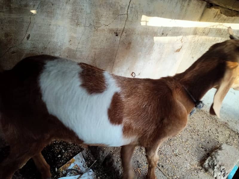 Beautiful Bakri for Sale in Cheap Price 1