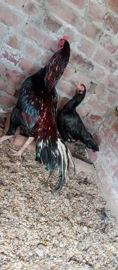 aseel breeder pair