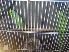 Ringneck pair