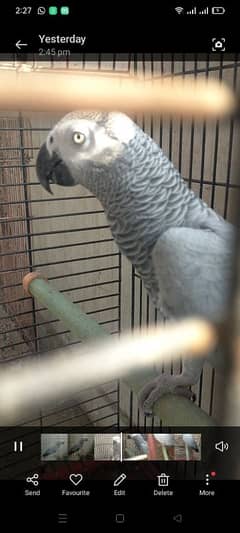 African grey breeder female