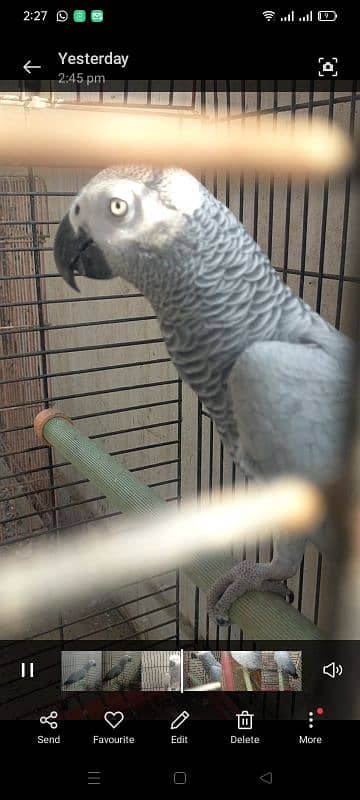 African grey breeder female 0